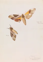 Sphinx à deux têtes, Coequosa triangularis